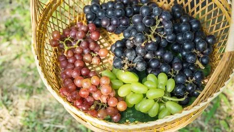 Ripe grape in a basket. Stock Photos