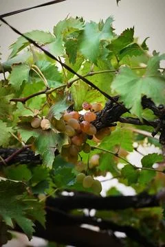 Ripe grape cluster hidden among green leaves on the vine Stock Photos