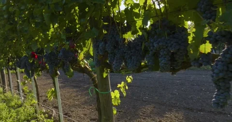 Ripe Grape Clusters at Irpinia Vineyard on the Amalfi Coast, Italy Stock Footage 340530852