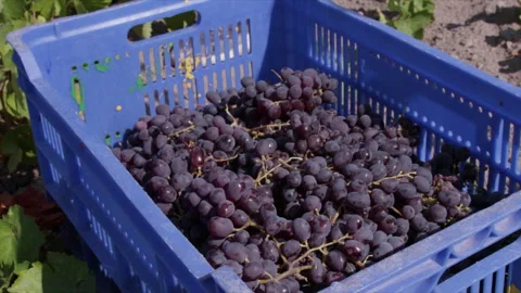 Ripe Grape Dropping in the box in the Vineyard, Wide And Closer Shot Stock-Footage 256498748
