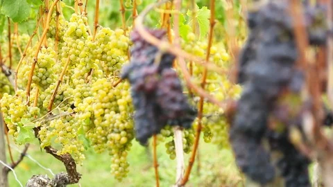 Ripe grape harvest Stock Footage 96099070