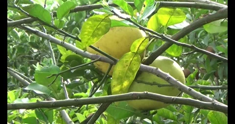 The ripe grapefruit Video stock 293270911