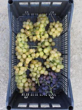 Ripe grapes in box Stock Photos