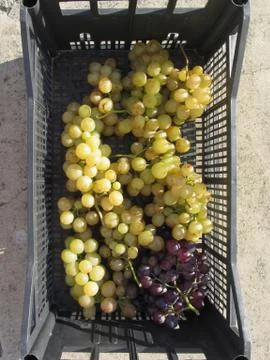 Ripe grapes in box Stock Photos