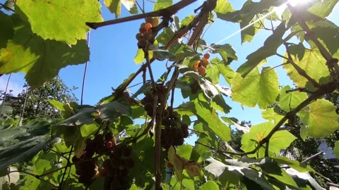 Ripe grapes on the branches Stock Footage 141134766