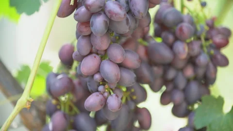 Ripe grapes close up Stock Footage 114575813