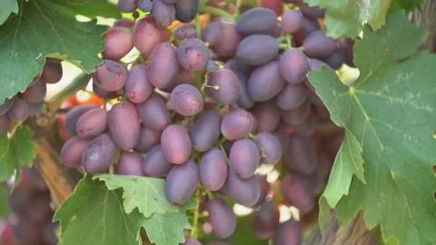 Ripe grapes close up Stock Footage 114626606