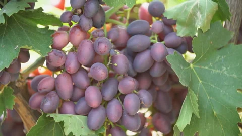 Ripe grapes close up Stock Footage 114733331