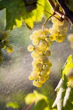 Ripe grapes in fall Stock Photos