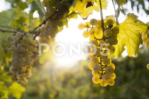 Ripe grapes in fall Stock Photos