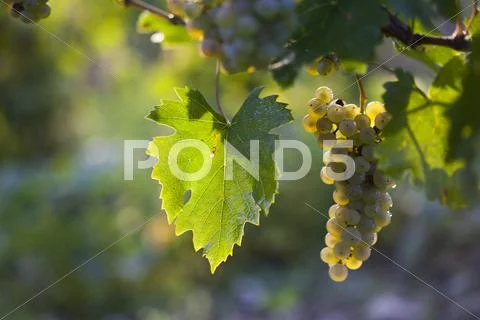 Ripe grapes in fall Stock Photos