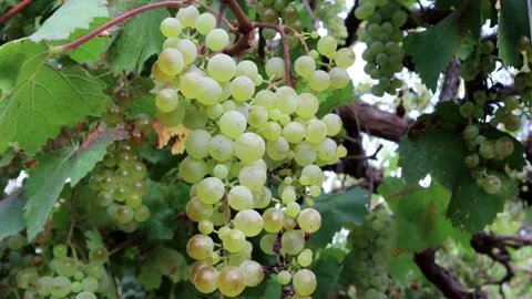 Ripe grapes Stock Footage 218380219