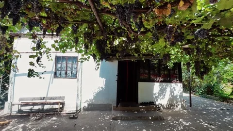 Ripe grapes in the front yard Stock Footage 317104326