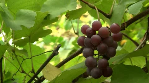 Ripe grapes on grapevine 스톡 동영상 12100963