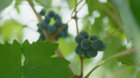 Ripe grapes on the grapevine Stock-Footage 102213316