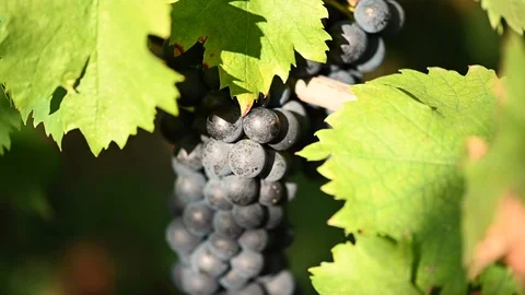 Ripe grapes before harvest in a vineyard at a winery Stock Footage 124251153