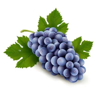 Ripe grapes with leaf. vector Illustrazione stock