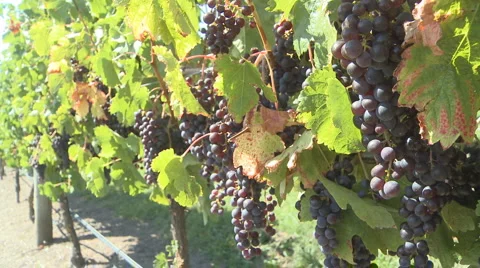 Ripe grapes pan to close up Stock Footage 1453938