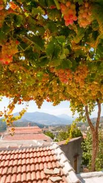 Ripe grapes Stock Photos