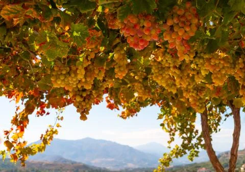 Ripe grapes Foto stock