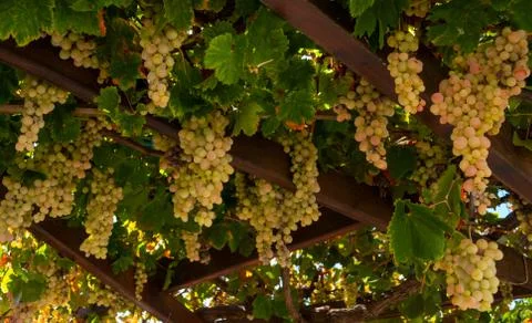 Ripe grapes Stockfoto's