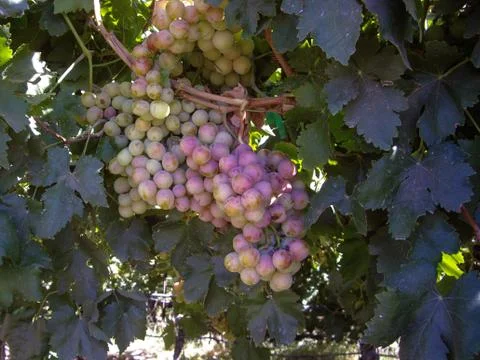 Ripe grapes Stock Photos