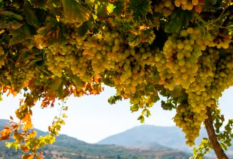 Ripe grapes Фото