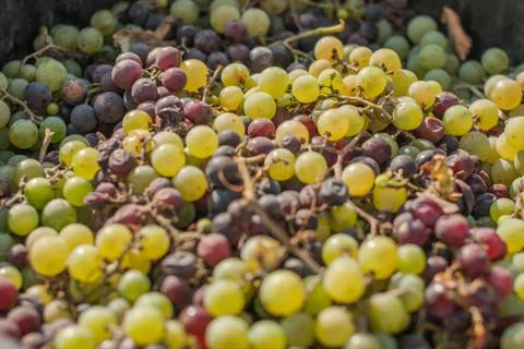 Ripe grapes Stock Photos