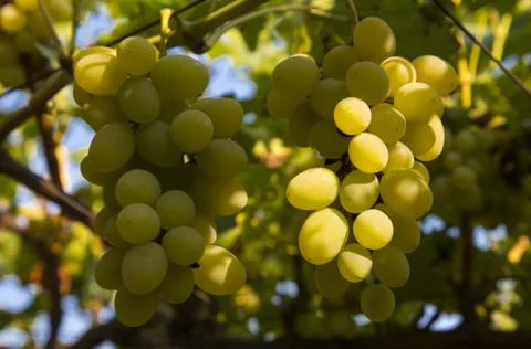 Ripe grapes Foto stock