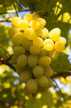 Ripe grapes Stock Photos