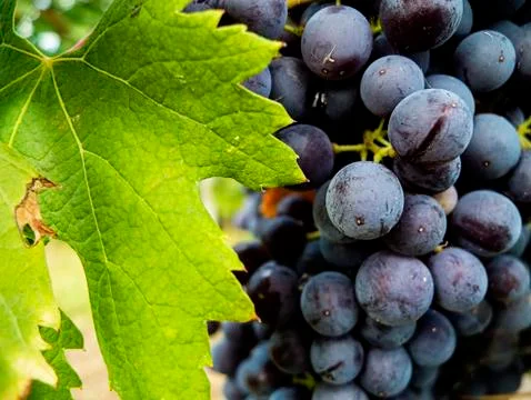 Ripe grapes Stock Photos