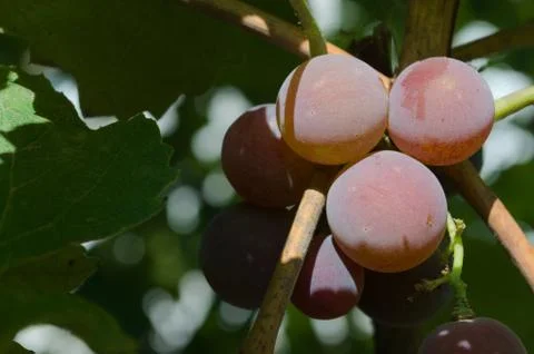 Ripe grapes Stock Photos