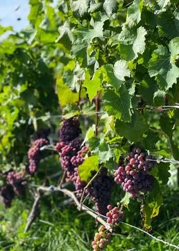 Ripe grapes Stock Photos