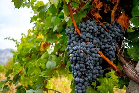 Ripe grapes Stock Photos