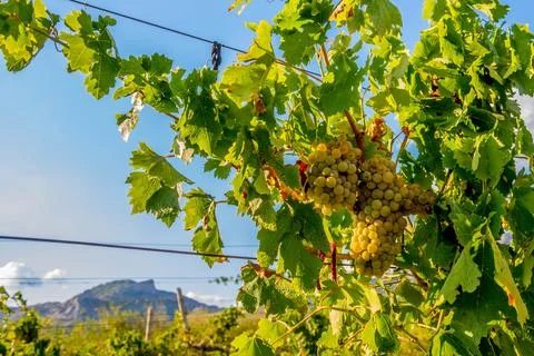 Ripe grapes Foto stock