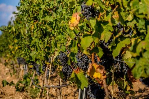 Ripe grapes Stock Photos