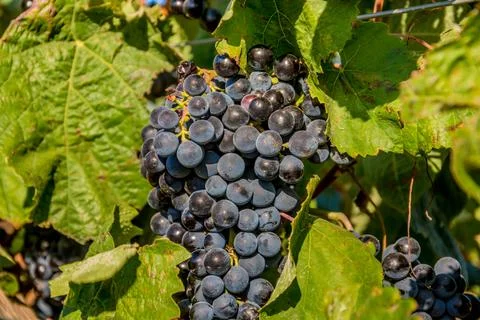 Ripe grapes Stock Photos