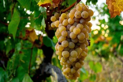 Ripe grapes Stock Photos