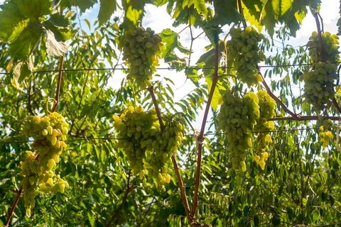 Ripe grapes Stock Photos