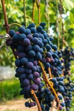 Ripe grapes Stock Photos