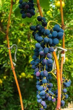 Ripe grapes Stock Photos