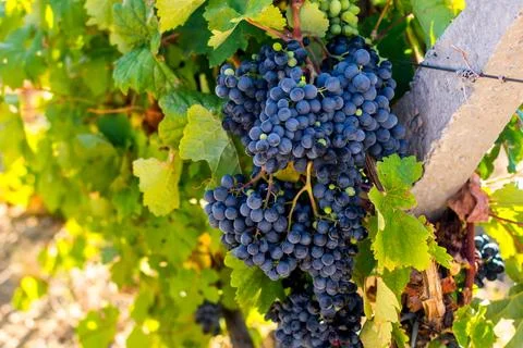 Ripe grapes Stock Photos