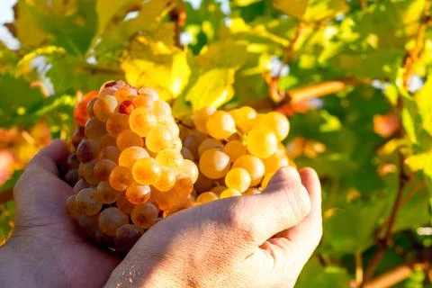 Ripe grapes Stock Photos