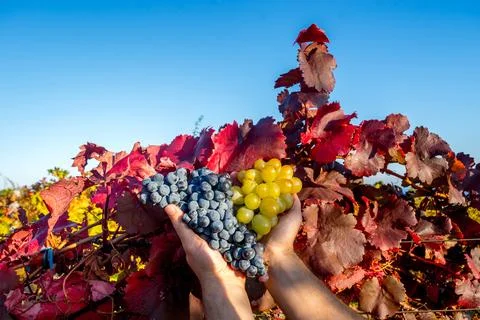 Ripe grapes Stock Photos