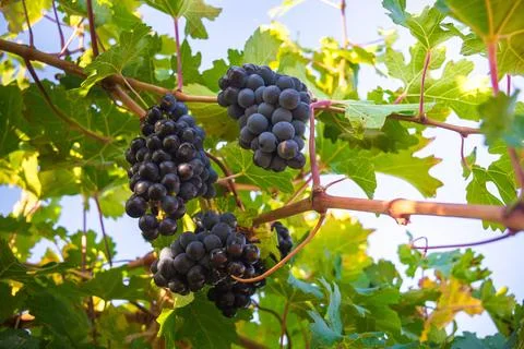 Ripe grapes Stock Photos