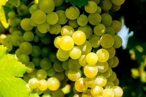 Ripe grapes Stock Photos