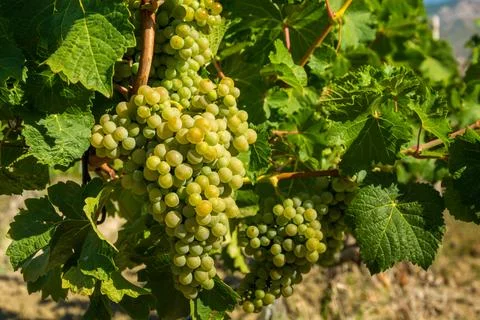 Ripe grapes Foto stock