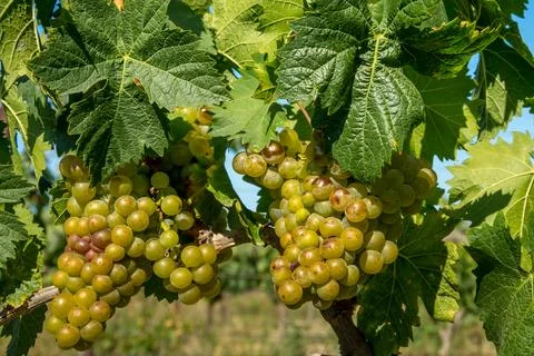 Ripe grapes Stock Photos
