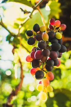 Ripe grapes Stock Photos