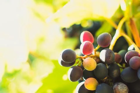 Ripe grapes Stock Photos